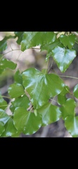 Barklya syringifolia