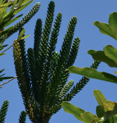 Araucaria montana