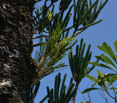 Araucaria montana