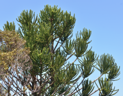 Araucaria montana