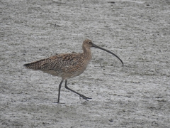 Numenius madagascariensis