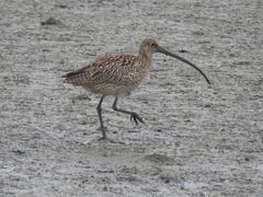 Numenius madagascariensis