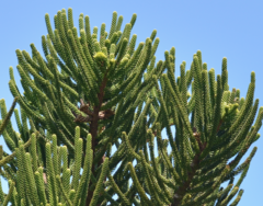 Araucaria montana