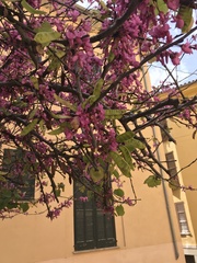 Cercis siliquastrum