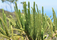 Araucaria montana