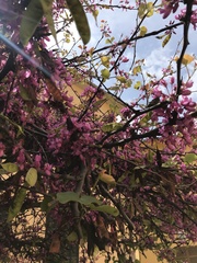 Cercis siliquastrum