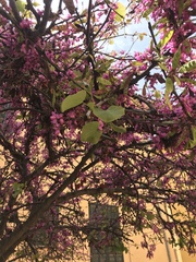 Cercis siliquastrum