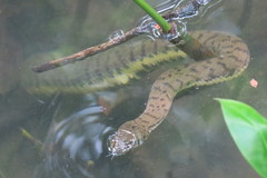 Cerberus schneiderii