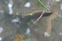 Cerberus schneiderii