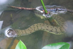 Cerberus schneiderii