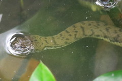 Cerberus schneiderii