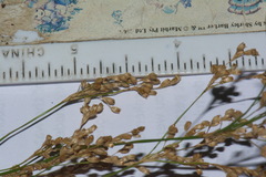 Juncus semisolidus