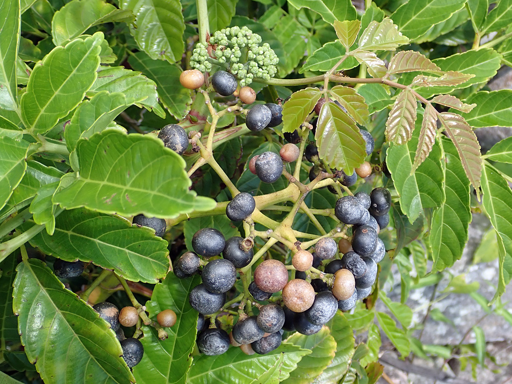 Leea indica