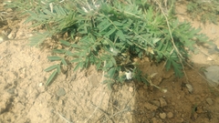 Astragalus scaberrimus