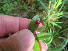 Exobasidium cassandrae