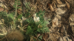 Astragalus scaberrimus