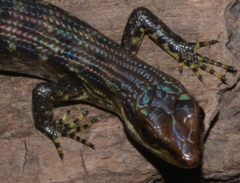 Lioscincus steindachneri