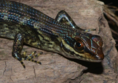Lioscincus steindachneri