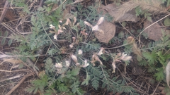 Astragalus scaberrimus