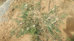 Astragalus scaberrimus