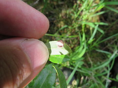 Exobasidium cassandrae
