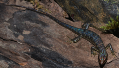 Lioscincus steindachneri