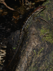 Lioscincus steindachneri