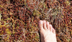 Sphagnum magellanicum