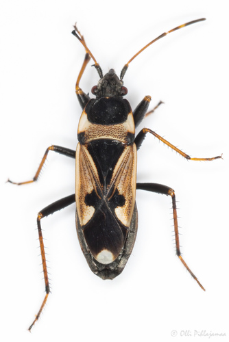 Raglius confusus (Reuter, 1886)