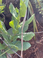 Senecio triodontiphyllus