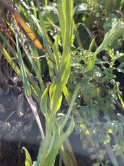 Senecio triodontiphyllus