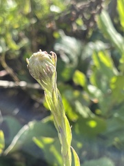 Senecio triodontiphyllus