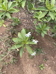 Scaevola gaudichaudiana