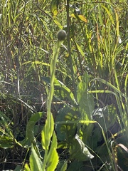 Senecio triodontiphyllus