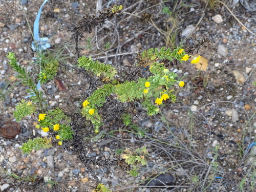 Image of Euryops algoensis by (c) Shaun Swanepoel, some rights reserved (CC BY)