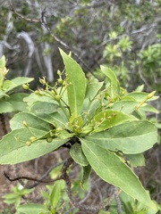 Scaevola gaudichaudiana