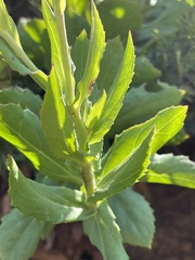Senecio triodontiphyllus