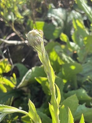 Senecio triodontiphyllus