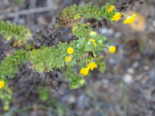 Image of Euryops algoensis by (c) Shaun Swanepoel, some rights reserved (CC BY)