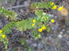 Euryops algoensis