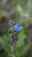 Salvia palifolia