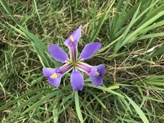 Iris