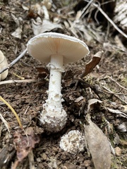 Amanita austrostraminea