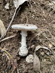 Amanita austrostraminea