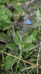 Salvia palifolia