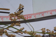 Juncus semisolidus