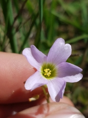 Oxalis caerulea