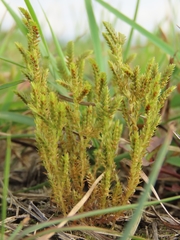 Selaginella aristata
