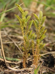 Selaginella aristata
