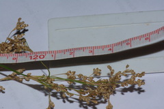 Juncus semisolidus